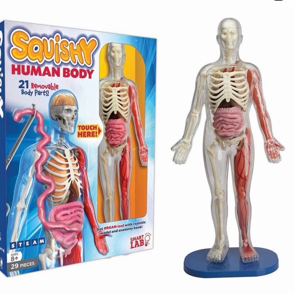 Squishy Human Body Anatomy Toy - Educational.  Smart Lab Brand new.